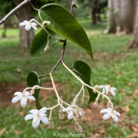 Doona venulosa Thwaites P.S.Ashton